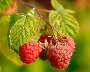 Raspberries, ready to pick!