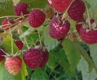 Polana raspberries