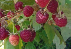 Polana raspberries ripening on the cane